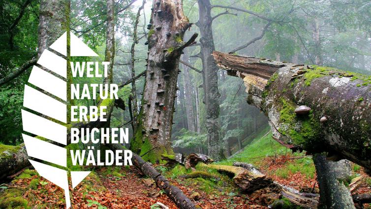 no reuse UNESCO  Weltnaturerbe Alte Buchenwaelder erleben