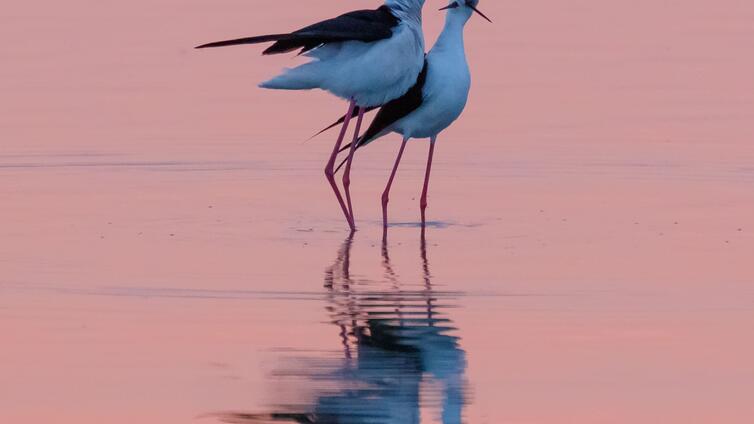 no reuse Vogelvielfalt am Wasser