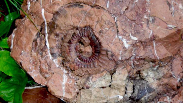 no-reuse-Vom-Meeresgrund-zum-Almboden-Geologie-c-NP-Kalkalpen.jpg © NP-Kalkalpen no reuse Vom Meeresgrund zum Almboden Geologie