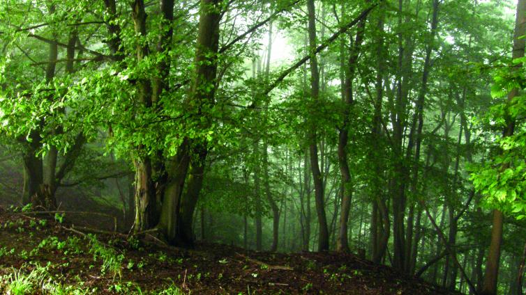 no reuse Vom Glück des Waldbadens