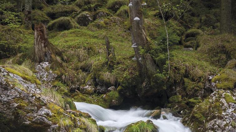 no reuse Waldlandschaften gekonnt inszenieren