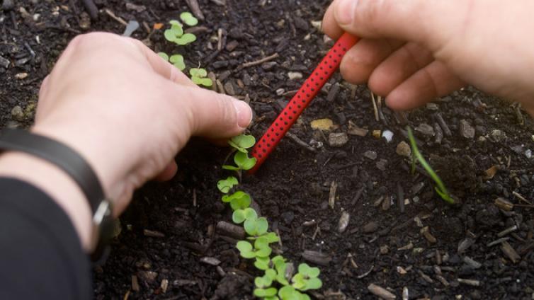no-reuse-Webinar - Gemüsevorzucht II-c-Natur-im-Garten.jpg © Natur-im-Garten no reuse Webinar Gemüsevorzucht II