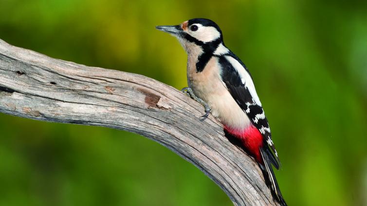 no-reuse-Wer-klopft-denn-da-c-NationalparkThayatal-NeffeMarek.jpg © NationalparkThayatal-NeffeMarek no reuse Wer klopft denn da