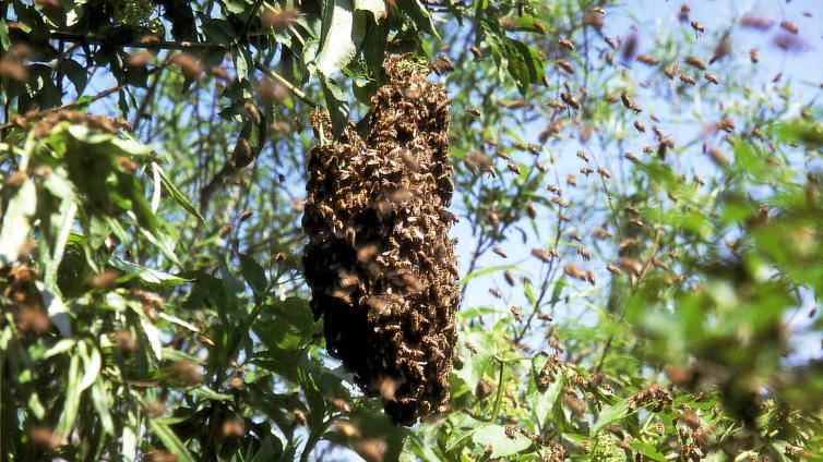 no reuse Wesensgemaesse Bienenhaltung Kurs 3
