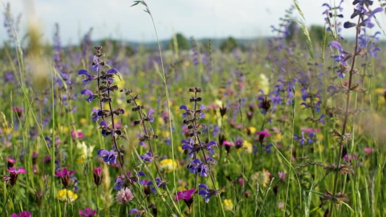 no reuse Wilde Blumen braucht das Land