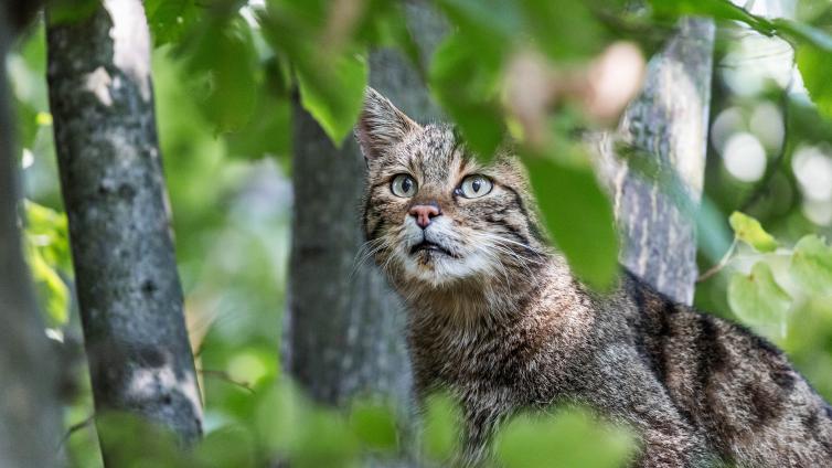 no-reuse-Wildkatzen-Nachtwanderung-c-NationalparkThayatal-ClaudiaEbner.jpg © NationalparkThayatal-ClaudiaEbner no reuse Wildkatzen Nachtwanderung