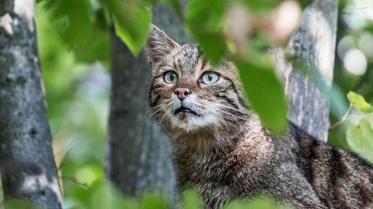 no-reuse-Wildkatzenfütterung-c-NationalparkThayatal-ClaudiaEbner.jpg © NationalparkThayatal-ClaudiaEbner no reuse Wildkatzenfütterung