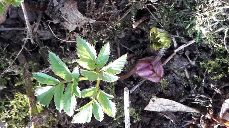 no reuse Wildkräuterwanderung Frühjahrsfit