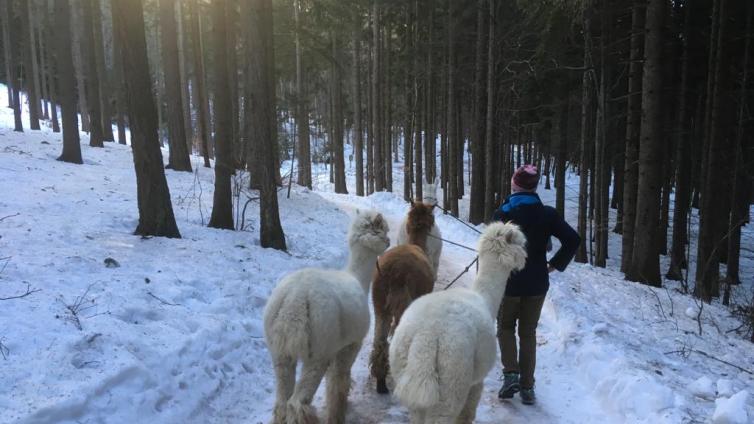NuP Hohe Wand-Weihnachtswanderung-C-Kassil.jpg © Kassil NuP Hohe Wand Weihnachtswanderung