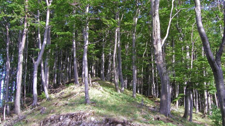 NuP Jauerling-Waldbaden-C-Naturparke Noe.jpg © Naturparke Noe NuP Jauerling Waldbaden