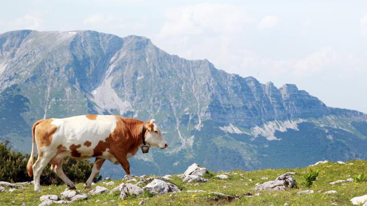 NuP Ötscher-Kinder Rinder-C-Naturpark Ötscher-Tormäuer.jpg © Naturpark Ötscher-Tormäuer NuP Ötscher Kinder Rinder