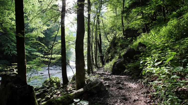 NuP Ötscher-Märchen-Naturpark Ötscher Tormäuer.jpg © Naturpark Ötscher-Tormäuer Wald