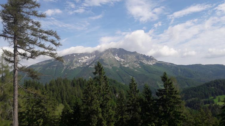 NuP Ötscher-Ötschergipfel mit Pflanzen und Tieren-C-Kassil.jpg © Kassil NuP Ötscher Ötschergipfel mit Pflanzen und Tieren