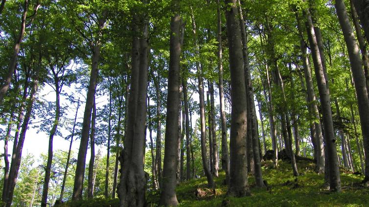 NuP Waidhofen Schindel machen