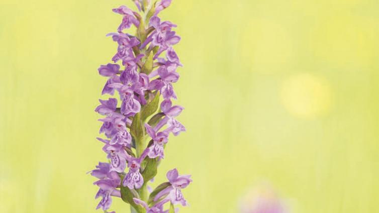 Orchideen-Juwelen-der-Pflanzenwelt-c-Nationalpark-Gesäuse-GerhardVlcekKarinRollettVlcek.jpg © Nationalpark-Gesäuse-GerhardVlcekKarinRollettVlcek Orchideen Juwelen der Pflanzenwelt