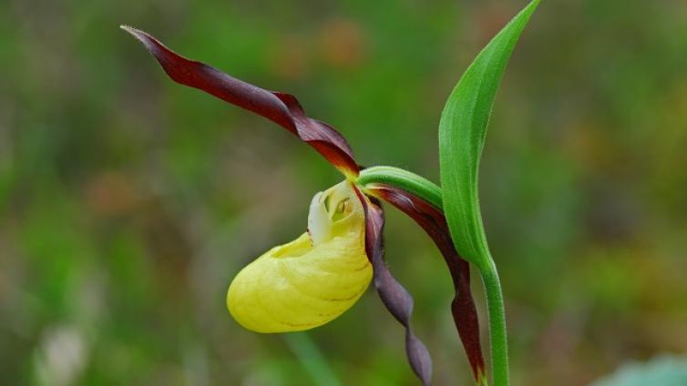 Orchideenwanderung Hochscheibenalm