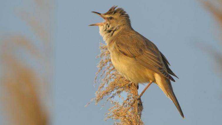 Ossiacher-See-Westbucht-bis-Laichschongebiet-c-BirdLife-Österreich-M.Dvorak.jpg © BirdLife-Österreich-M.Dvorak Ossiacher See Westbucht bis Laichschongebiet
