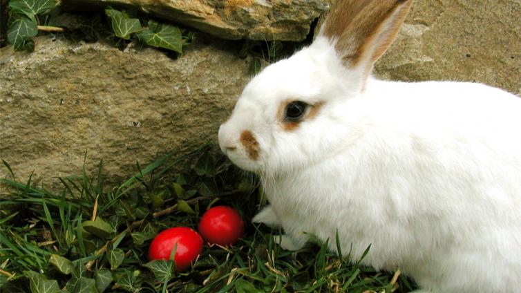 Ostern im Nationalparkwald