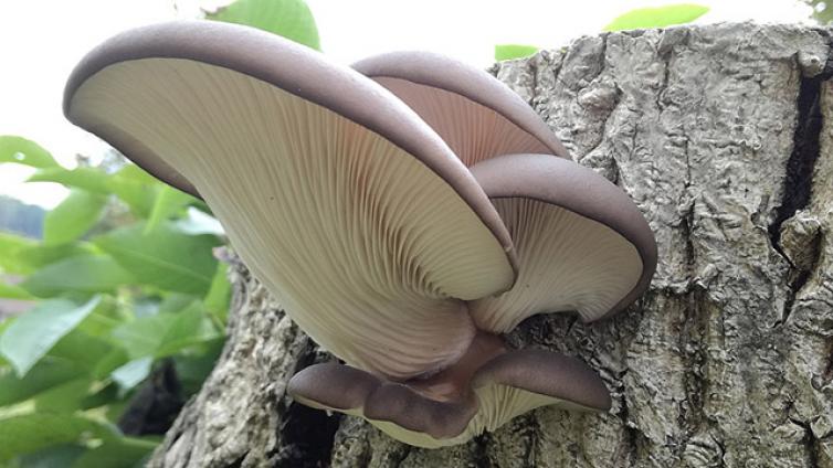 Pilze-u-ihre-Heilkraft-c-Naturpark Mühlviertel-Fleischanderl.jpg © Naturpark Mühlviertel-Fleischanderl Pilze u ihre Heilkraft