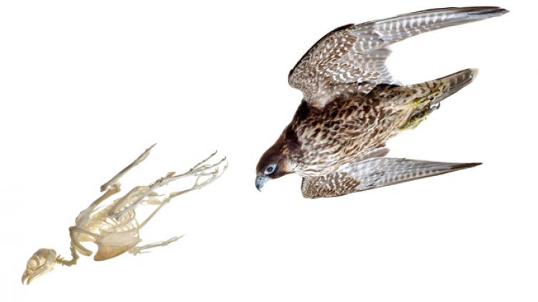 Rekordgeschichten-Wanderfalke-c-UMJ-N. Lackner.jpg © UMJ-N. Lackner Rekordgeschichten Wanderfalke