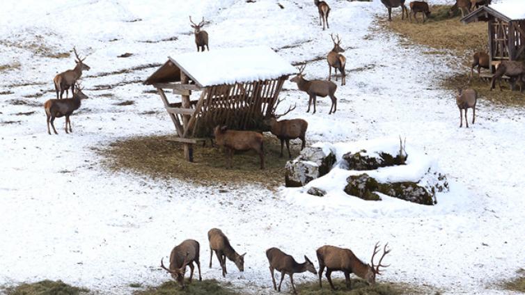 Rotwildfütterung-im-Bodinggraben-c-Nationalpark-Kalkalpen-Stöger.jpg © Nationalpark-Kalkalpen-Stöger Rotwildfütterung im Bodinggraben