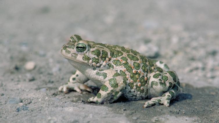 Seewinkler Klangwolke-c-NPNSsee.jpg © NPNSsee Seewinkler Klangwolke