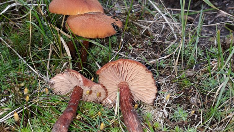 Sommerpilze der Gurktaler Alpen