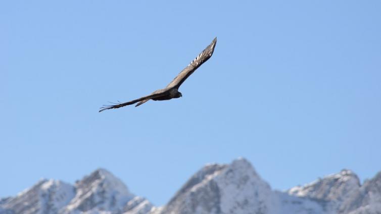 Steinadlerbeobachtung-c-Naturpark-Karwendel-M.Schinner.jpg © Naturpark-Karwendel-M.Schinner Steinadlerbeobachtung