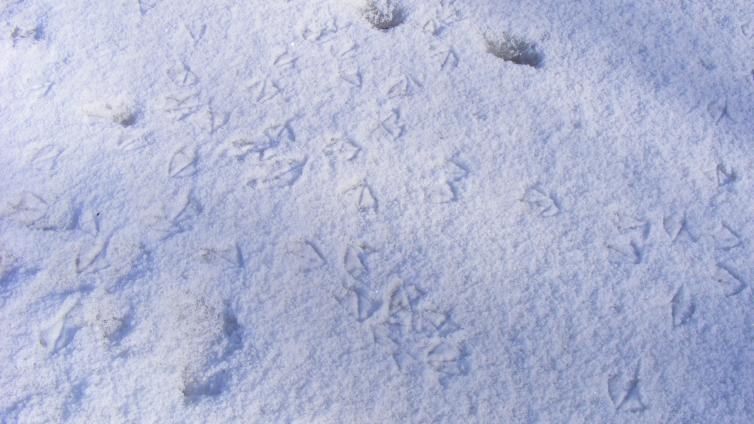 Tierspuren-im-Winterwald-c-ÖBfArchiv.jpg © ÖBfArchiv Tierspuren im Winterwald
