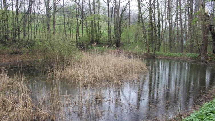 Unterwegs im Wienerwald