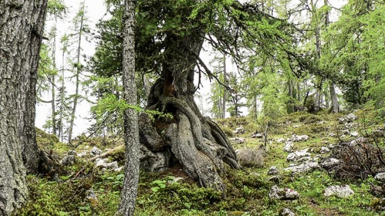 VARU-bergparadies-warsch-laerchenzirbenurwald-sommer-c-martha-riess.jpg © martha-riess VARU bergparadies warsch laerchenzirbenurwald sommer