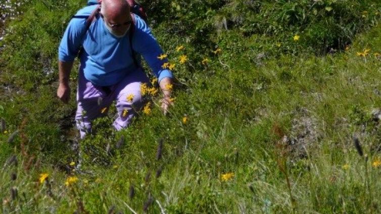 Vielfalt der Almen im Naturpark Sölktäler - Themenschwerpunkt Botanik-c-NaturschutzAkademieSteiermark.jpg © NaturschutzAkademieSteiermark Vielfalt der Almen im Naturpark Sölktäler Themenschwerpunkt Botanik
