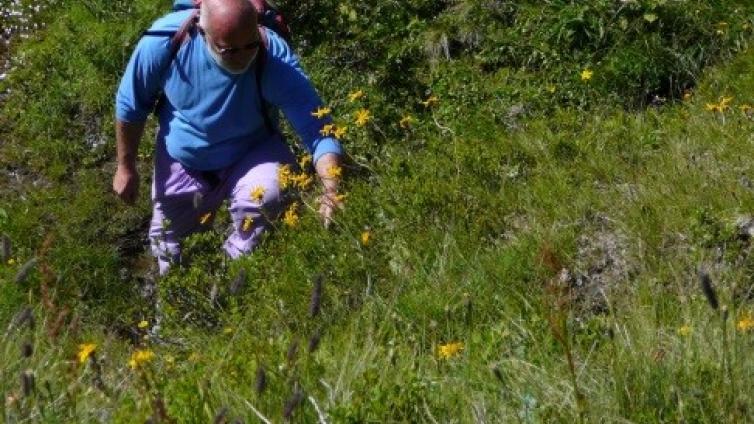 Vielfalt der Almen im Naturpark Sölktäler   Themenschwerpunkt Botanik