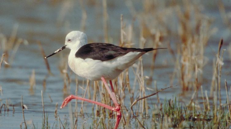 Vögel am Wasser-c-NPNSsee.jpg © NPNSsee Vögel am Wasser