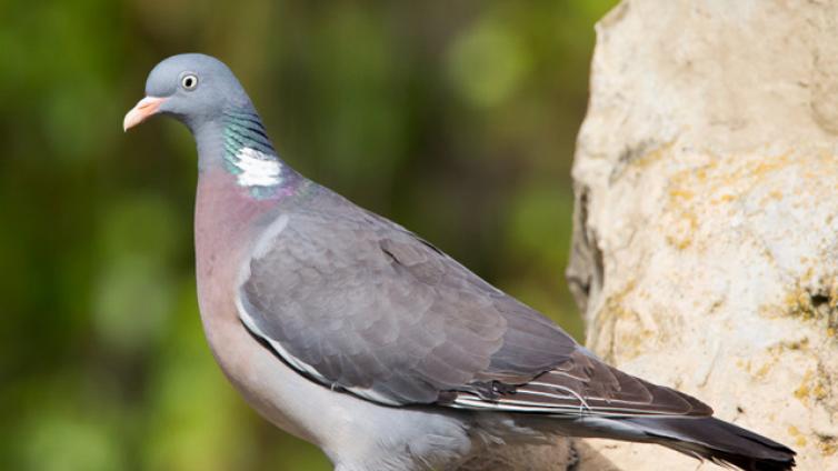 Vögel in der Stadt