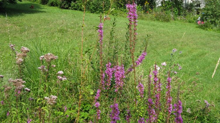 Vogelfreundliche Gartengestaltung