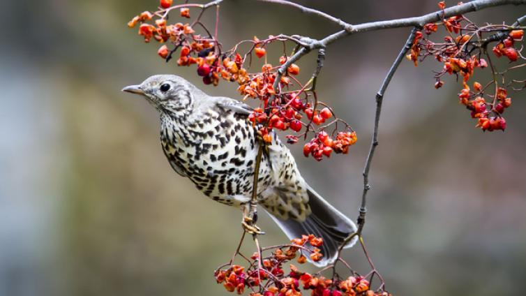 Vogelfreundliche Gartengestaltung