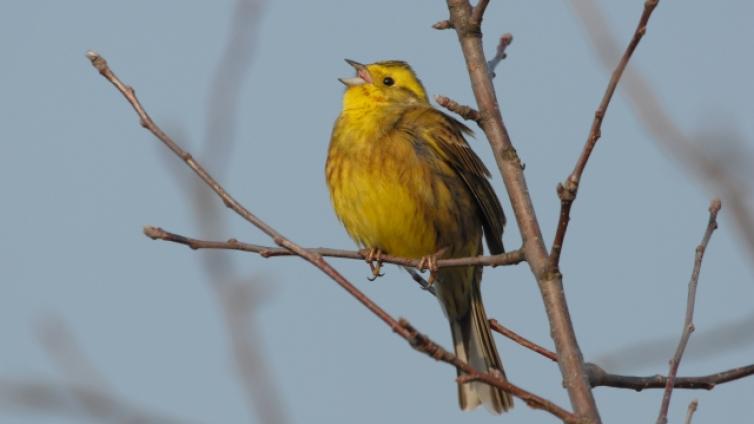 Vogelkundliche-Wanderung-in-die-Umgebung-von-St.-Lorenzen-im-Mürztal-c-BirdLife-Österreich-H.Lauermann.jpg © BirdLife-Österreich-H.Lauermann Vogelkundliche Wanderung in die Umgebung von St. Lorenzen im Mürztal