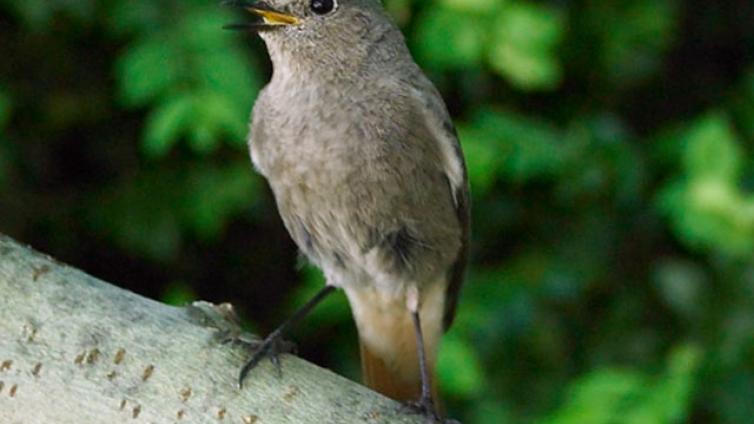 Vogelstimmen-c-Alexander Haiden.jpg © Alexander Haiden Vogelstimmen