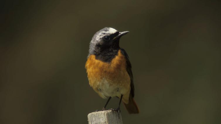 Vogelstimmen für FrühaufsteherInnen