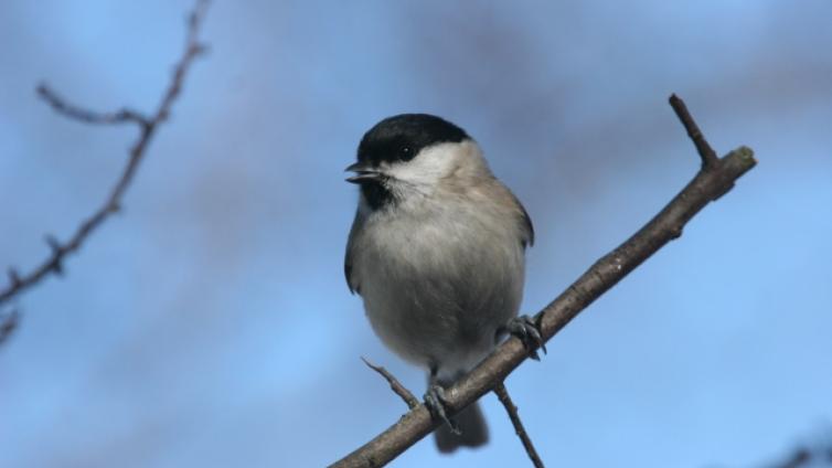 Vogelstimmen in der Au