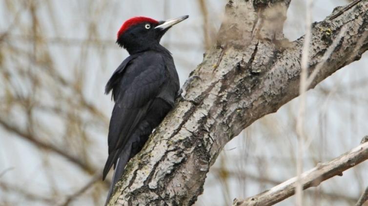 Vogelstimmenwanderung-durch-den-Schlosspark-Hellbrunn-c-BirdLife-Österreich-M.Dvorak.jpg © BirdLife-Österreich-M.Dvorak Vogelstimmenwanderung durch den Schlosspark Hellbrunn
