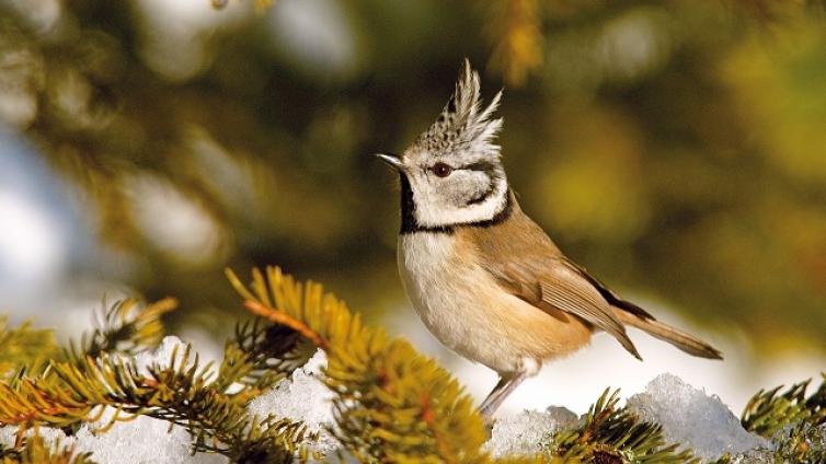 Vogelstimmenwanderung im Nationalpark Gesäuse