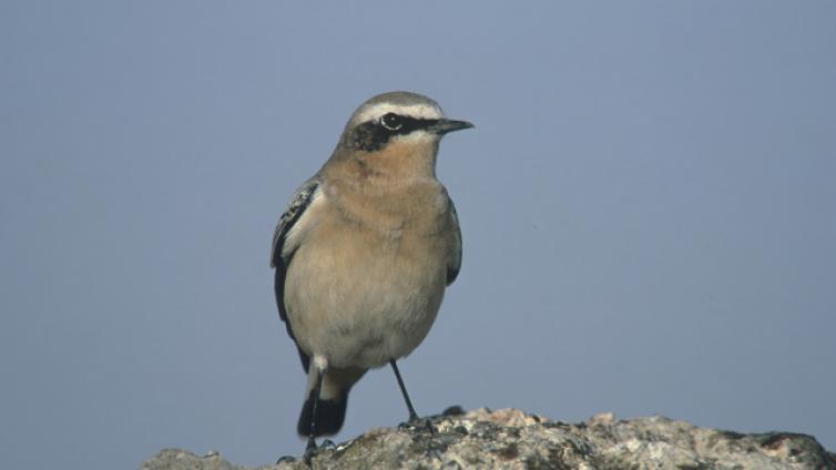 Vogelzug im Grazer Feld