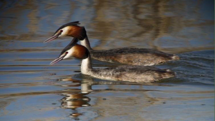 Völkermarkter-Stausee-c-BirdLife-Österreich-SonjaLoner.jpg © BirdLife-Österreich-SonjaLoner Völkermarkter Stausee
