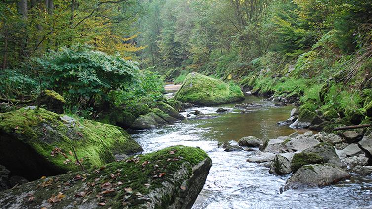 Vom-Lebensquell-ins-Naarntal-c-Naturpark Mühlviertel-BarbaraDerntl.jpg © Naturpark Mühlviertel-BarbaraDerntl Vom Lebensquell ins Naarntal