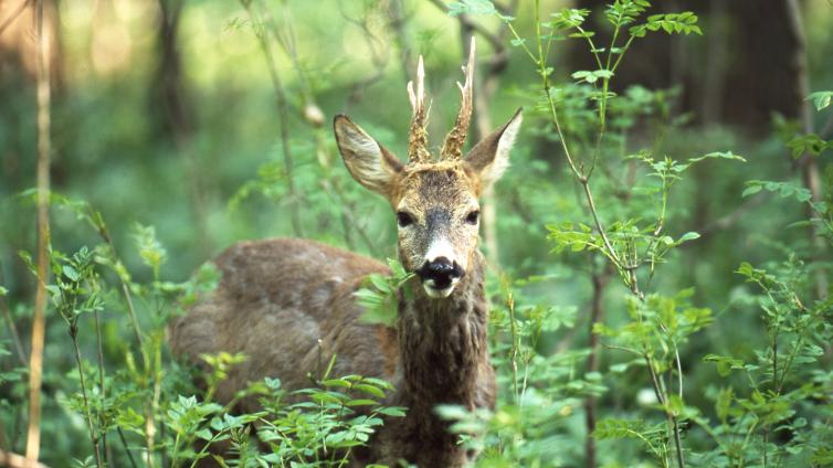 Vom-Wald-auf-den-Teller-c-RichardAltmann.jpg © RichardAltmann Vom Wald auf den Teller