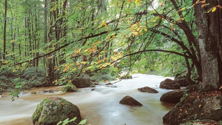 waldbaden und flusswandern