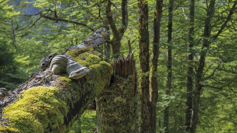 Waldlandschaften-gekonnt-inszinieren-c-Nationalpark-Gesäuse-FranzJosefKovacs.jpg © Nationalpark-Gesäuse-FranzJosefKovacs Waldlandschaften gekonnt inszinieren