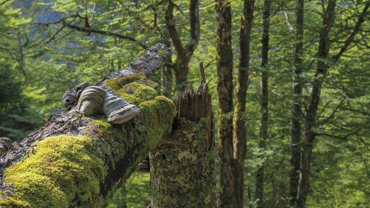 Waldlandschaften gekonnt inszinieren